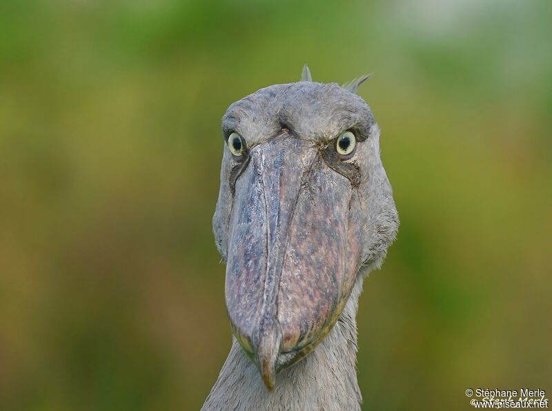 Shoebill