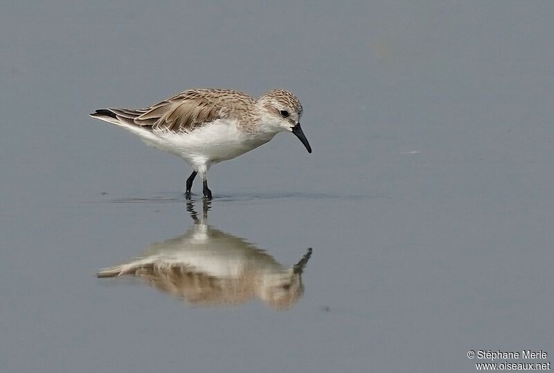 Red-necked Stintadult post breeding