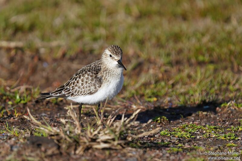 Baird's Sandpiperadult post breeding