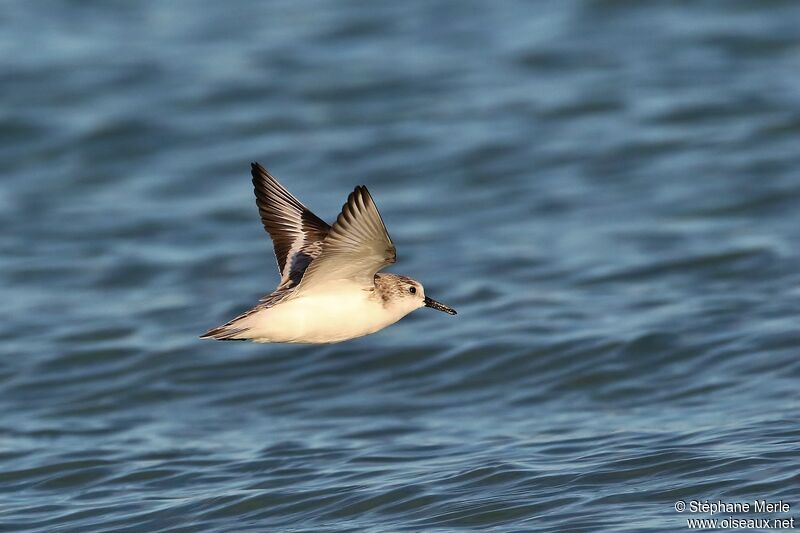 Bécasseau sanderling