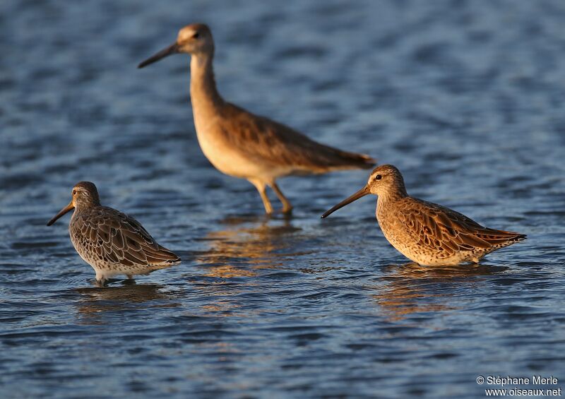 Short-billed Dowitcheradult