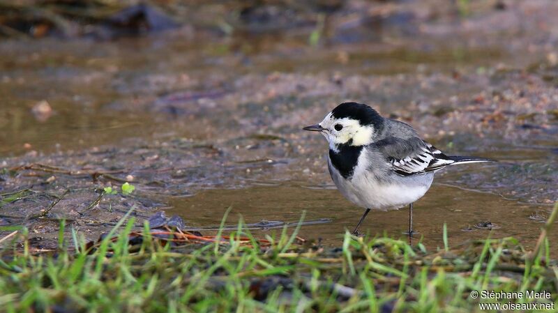 White Wagtailadult