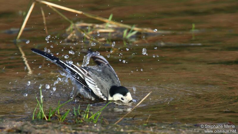 White Wagtail