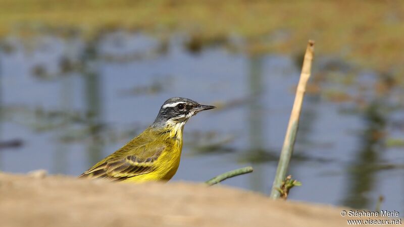 Western Yellow Wagtail