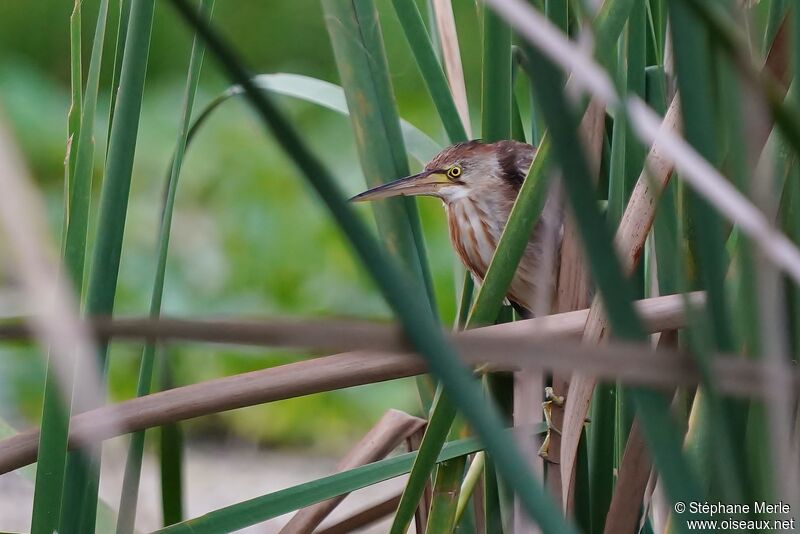 Yellow Bittern