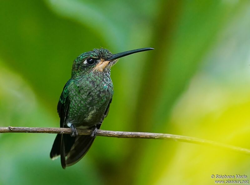 Green-crowned Brilliantimmature