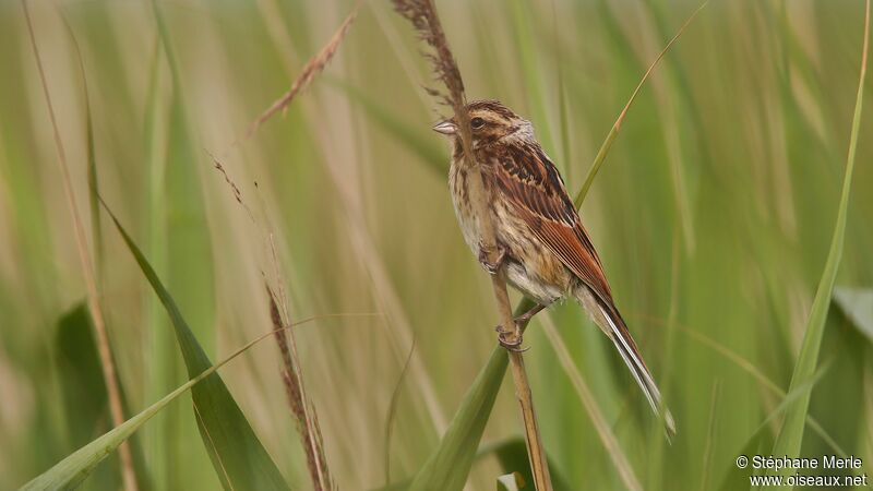 Bruant des roseaux femelle