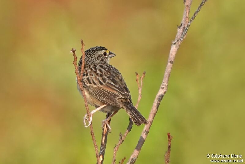 Grassland Sparrowadult