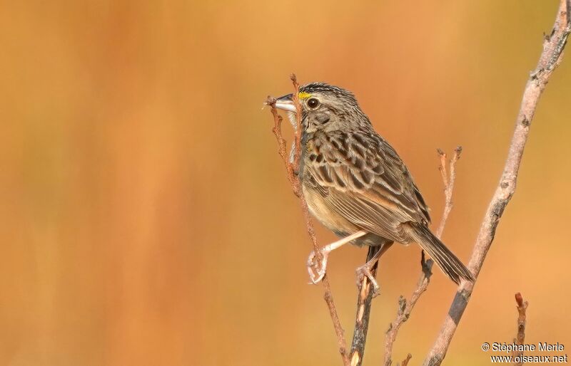 Grassland Sparrow