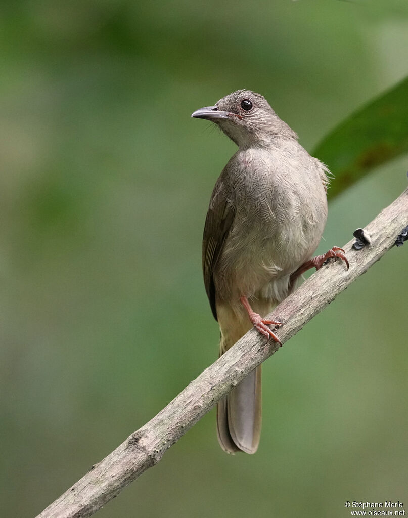 Bulbul à front cendré