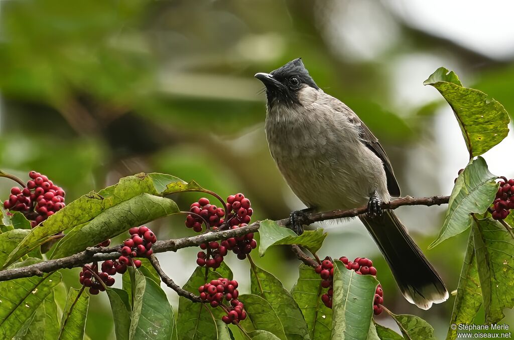 Bulbul à poitrine brune