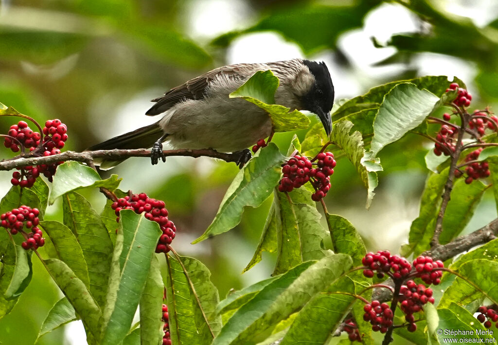 Bulbul à poitrine brune