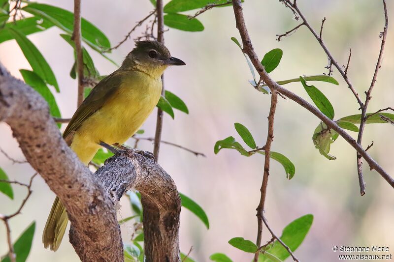 Bulbul à poitrine jauneadulte