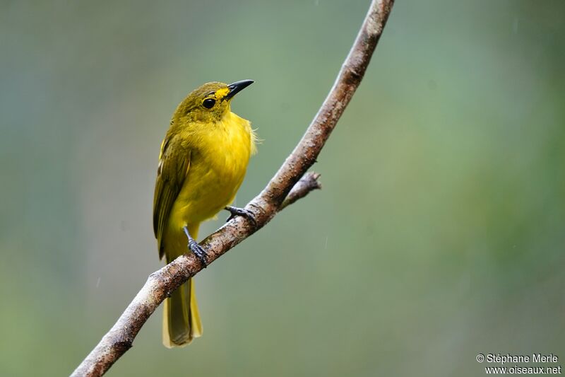 Bulbul à sourcils d'oradulte