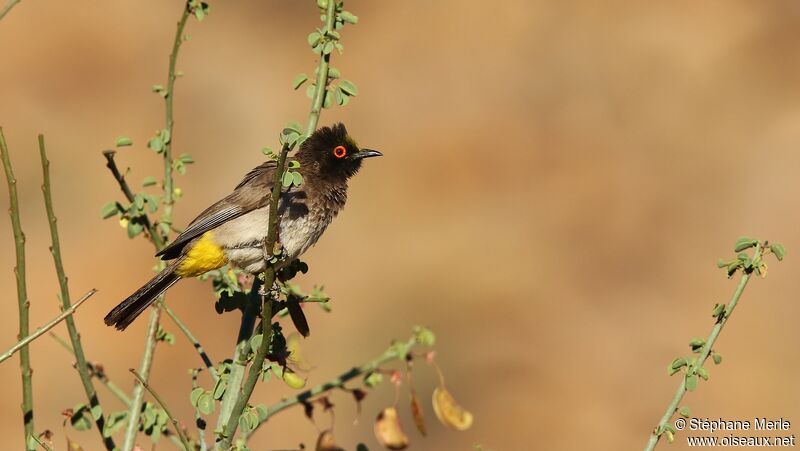 Bulbul brunoir