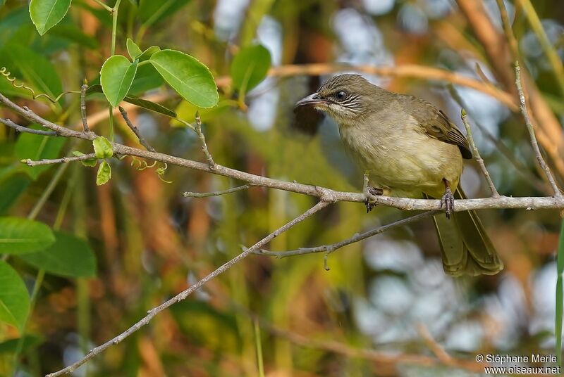 Bulbul de Conradadulte