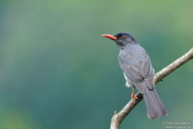 Square-tailed Bulbuladult