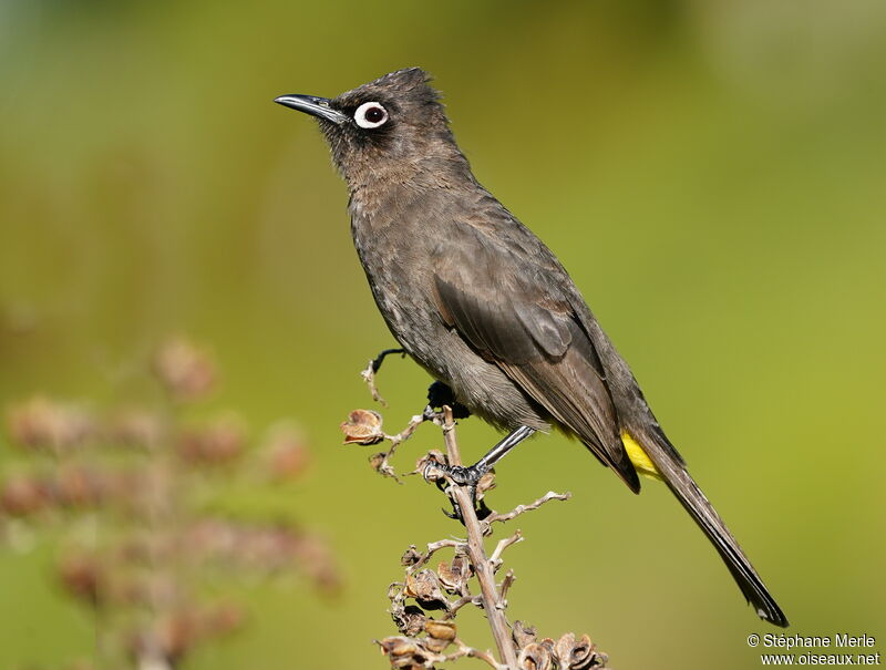 Bulbul du Capadulte