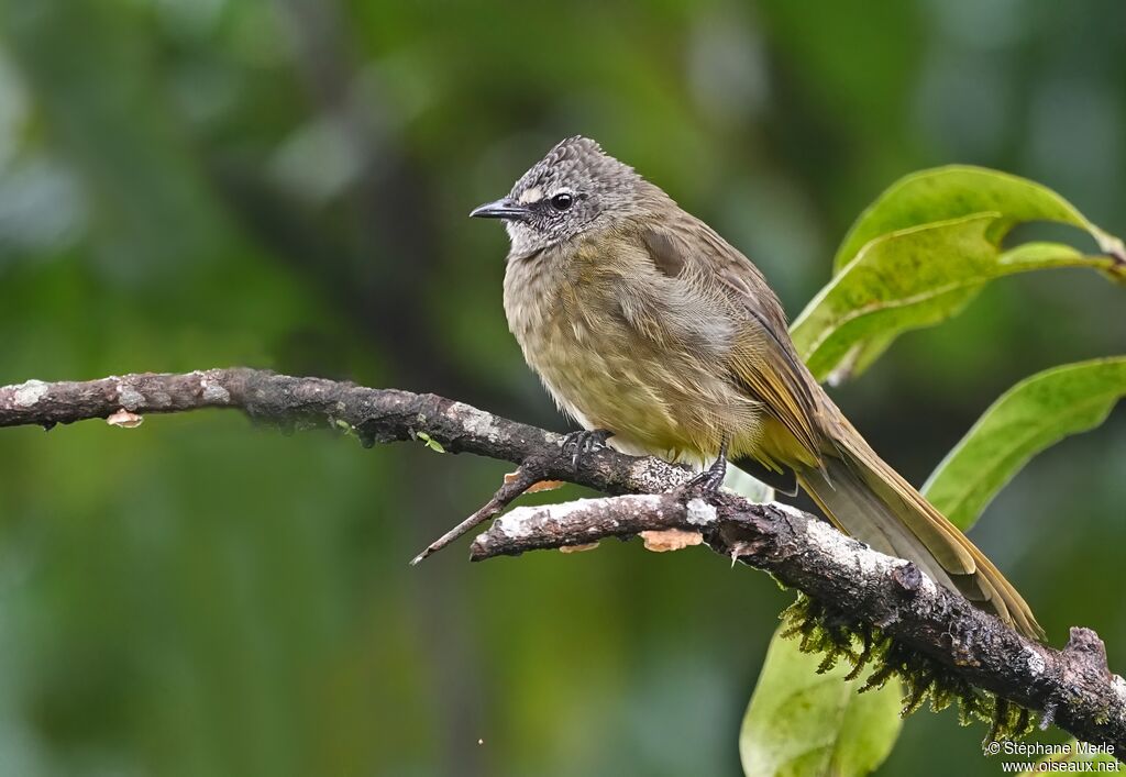 Bulbul flavescent