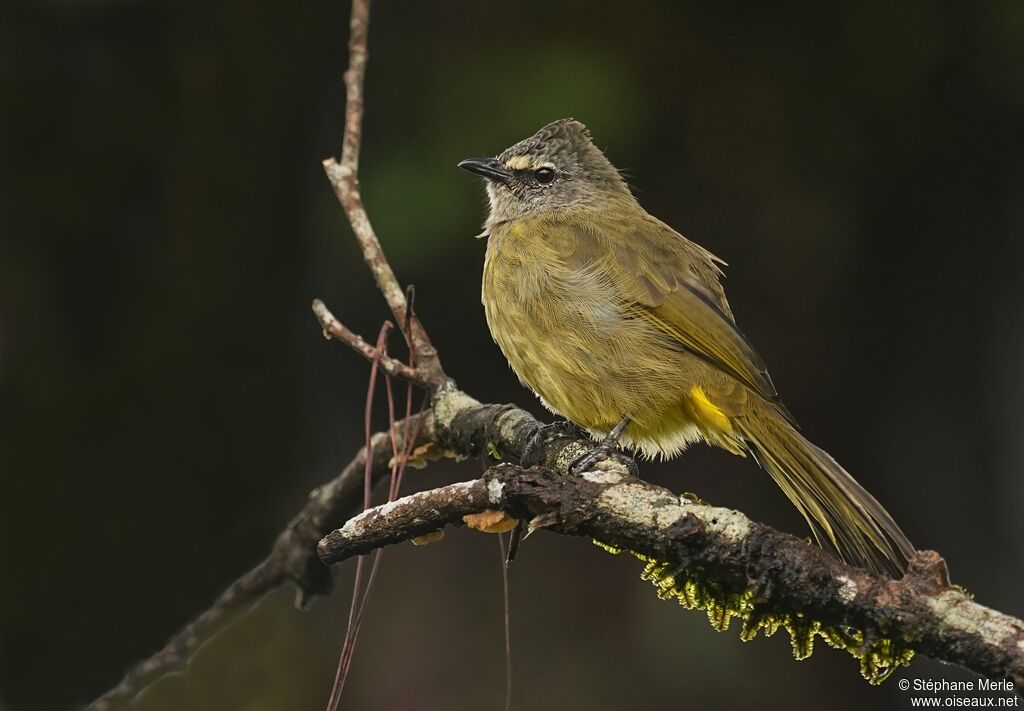 Bulbul flavescent