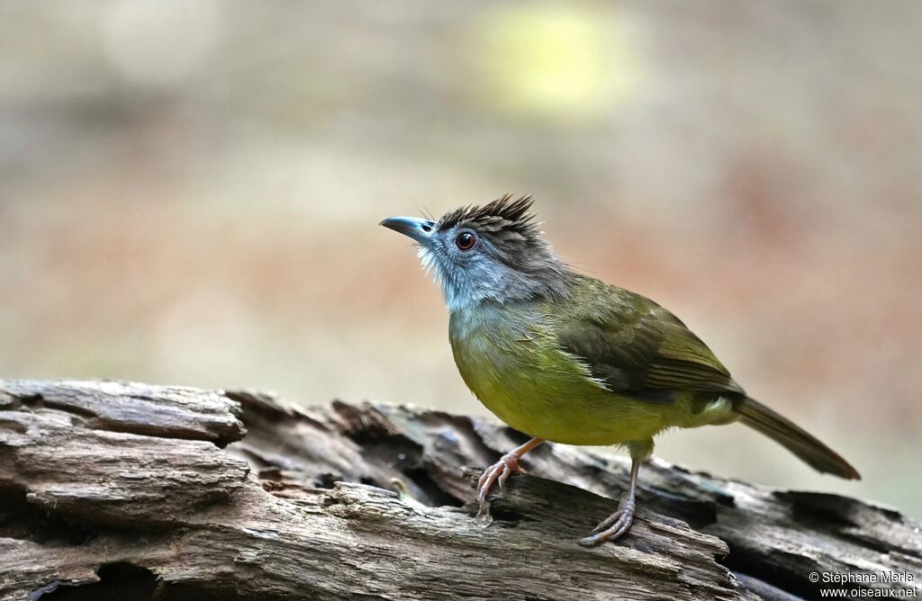 Bulbul jumeau - Bulbul de Sharpe<br />adulte