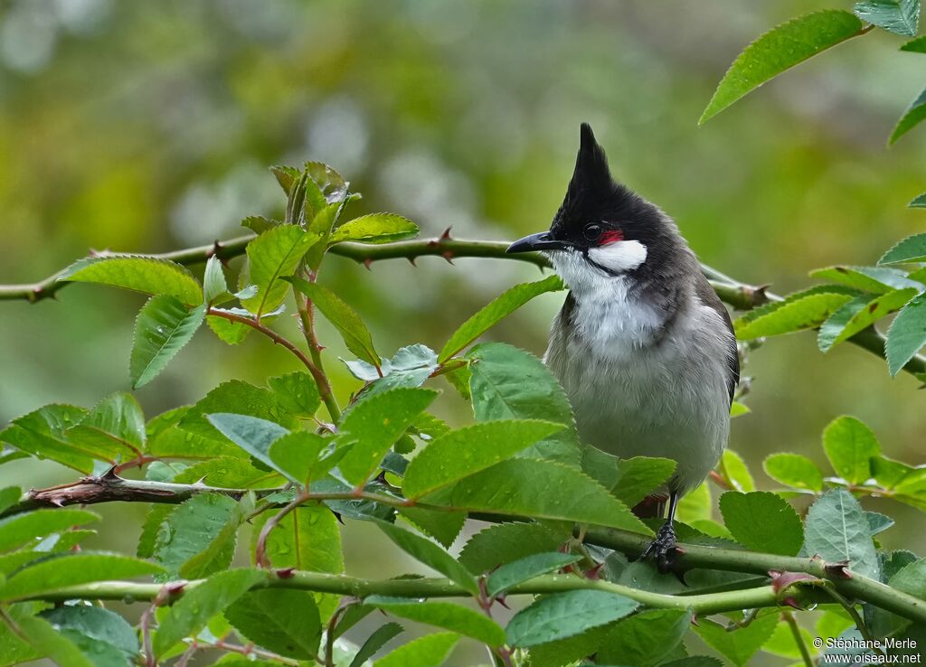 Bulbul orphée