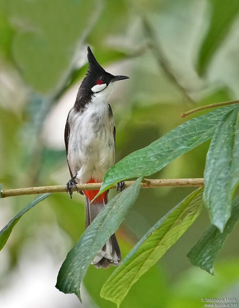 Bulbul orphée