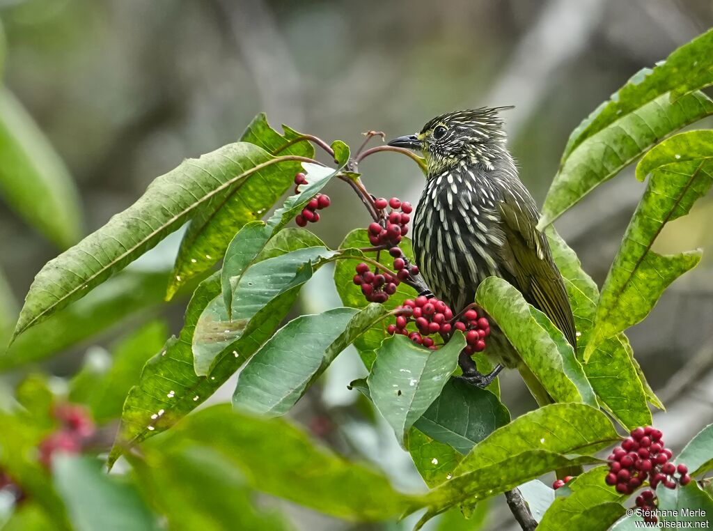 Bulbul striéadulte