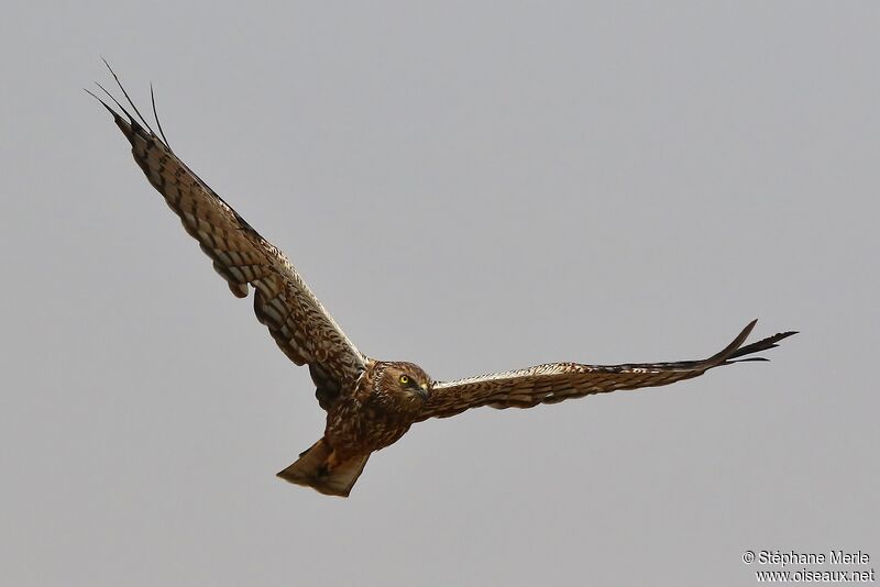 African Marsh Harrier