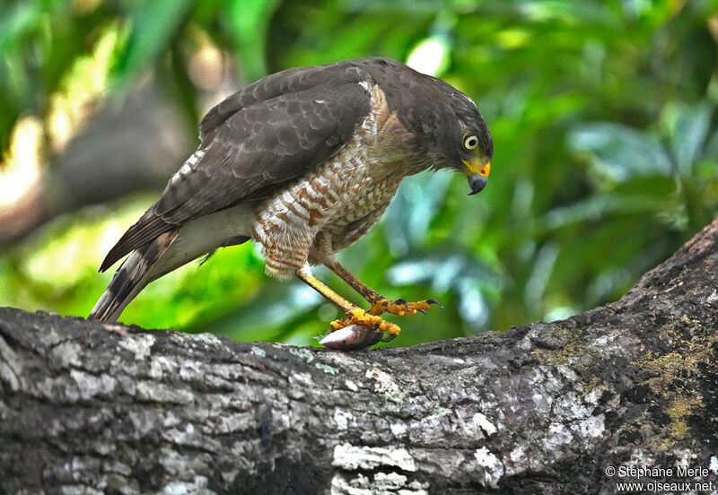 Roadside Hawkadult