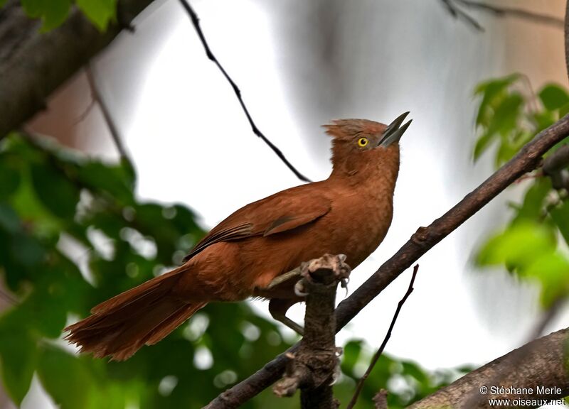 Grey-crested Cacholote