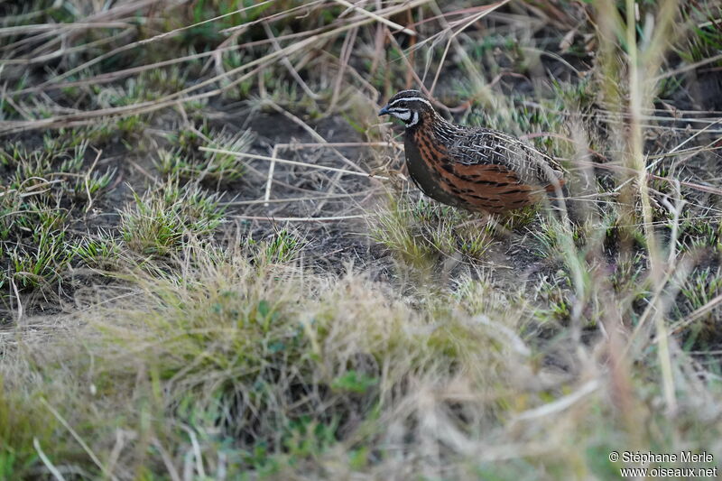 Caille arlequin