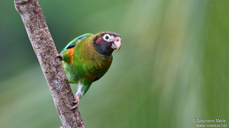 Brown-hooded Parrotadult