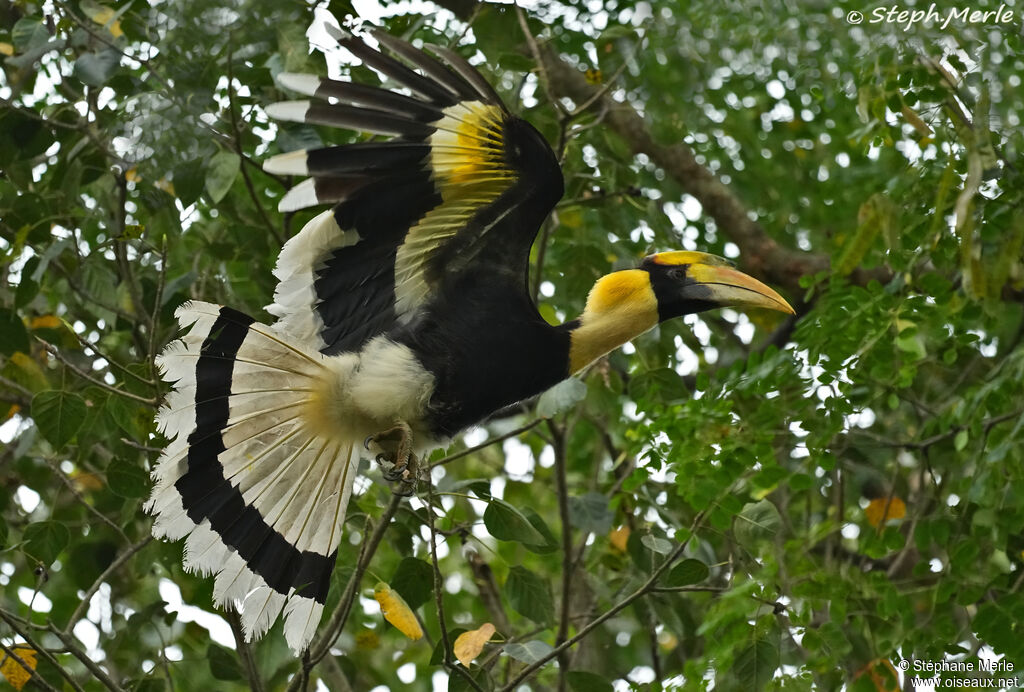 Great Hornbill