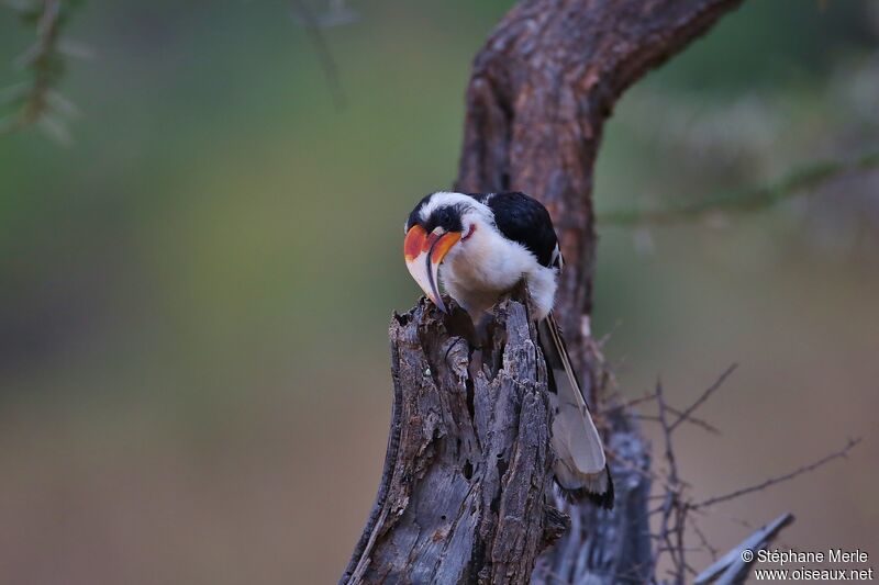 Von der Decken's Hornbill male