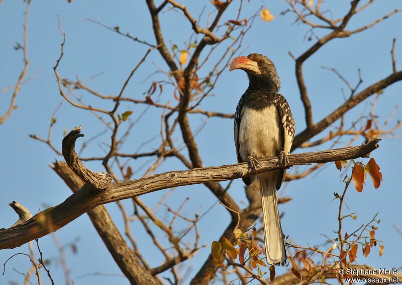 Monteiro's Hornbill