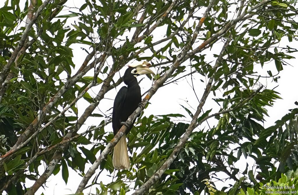 Palawan Hornbilladult