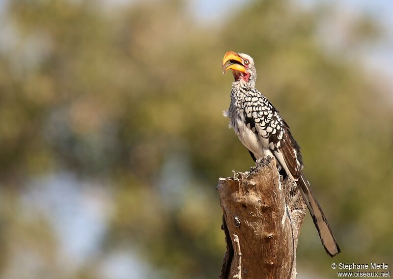 Southern Yellow-billed Hornbill