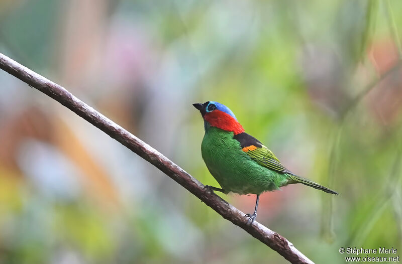 Red-necked Tanageradult