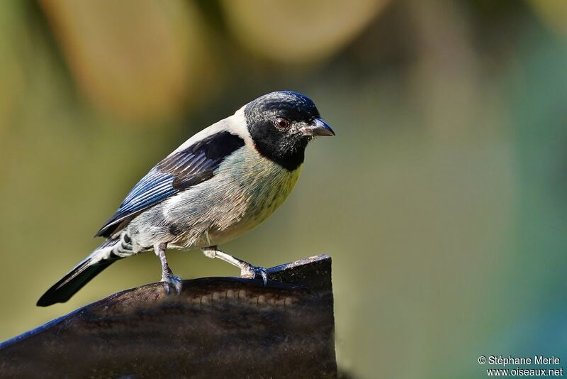 Black-headed Tanager