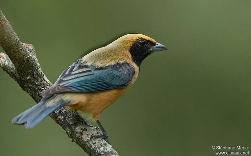 Burnished-buff Tanager male adult