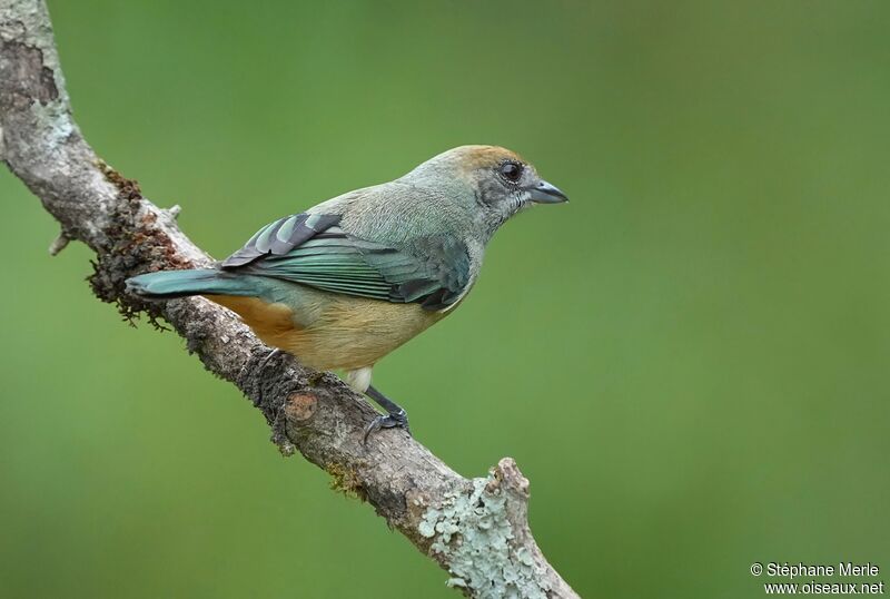 Burnished-buff Tanager female adult