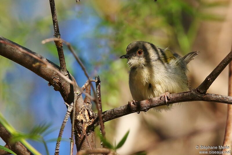 Grey-backed Camaroptera