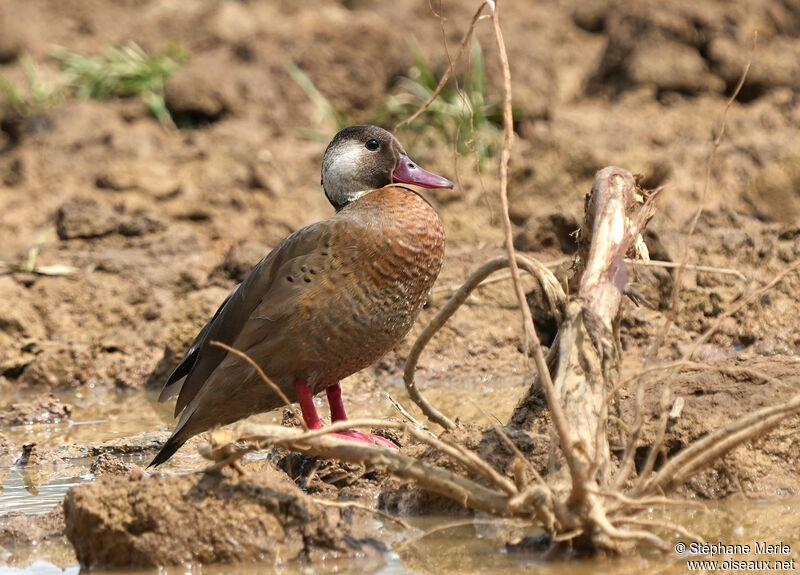 Canard amazonette mâle adulte