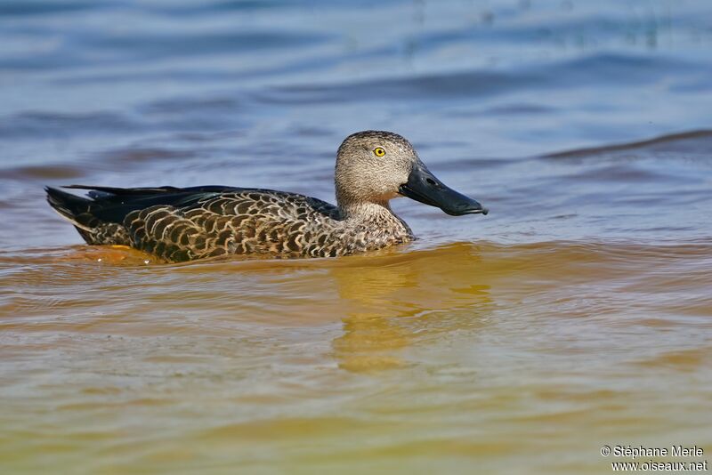 Canard de Smithadulte