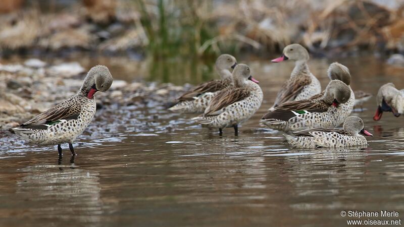 Canard du Cap