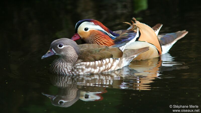 Mandarin Duckadult