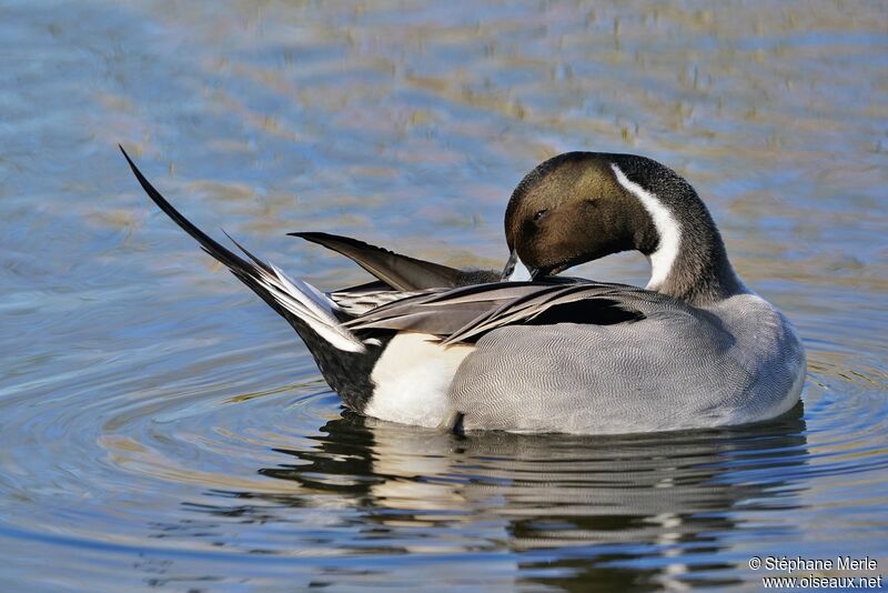 Canard pilet mâle adulte