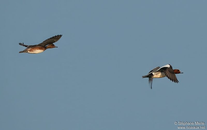 Canard siffleur