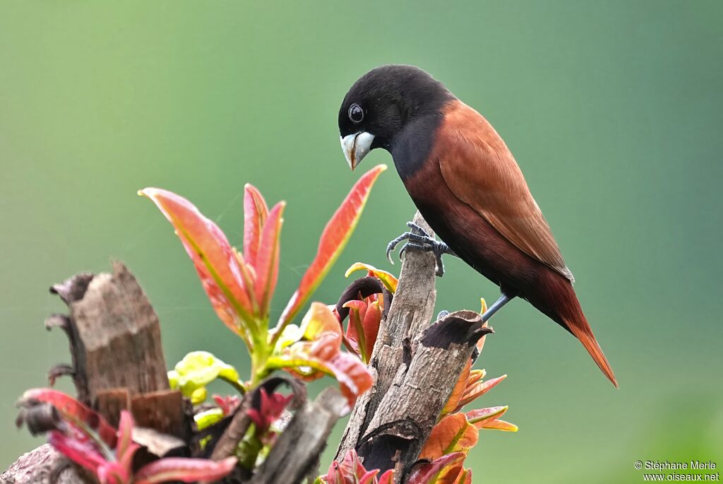 Capucin à tête noire